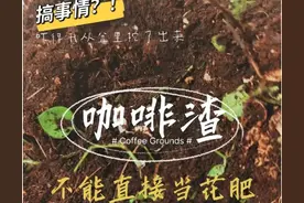 如何把咖啡渣变成有机肥料？再如何用咖啡渣肥料给植物施肥？图片