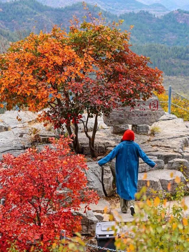 淄博金秋打卡攻略！红叶进入高饱和模式，教你拍出手机氛围感大片！