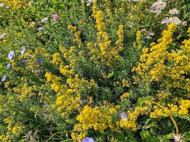 北疆行⑮——环游赛里木湖（下）