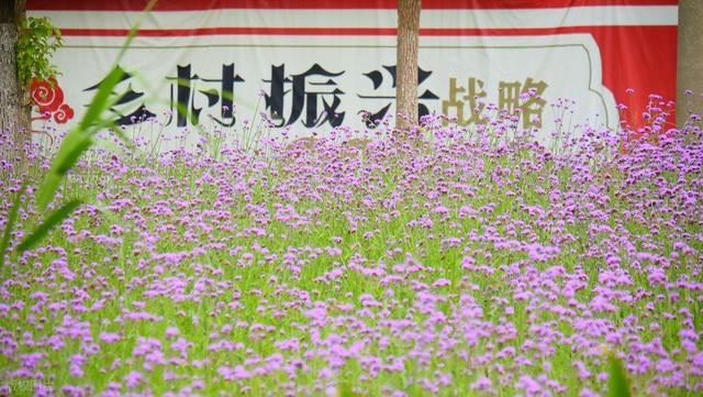 三河市：知名的历史文化名村（三）