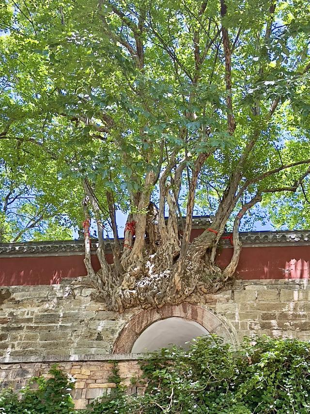 好寺灵岩(济南长清区灵岩寺)