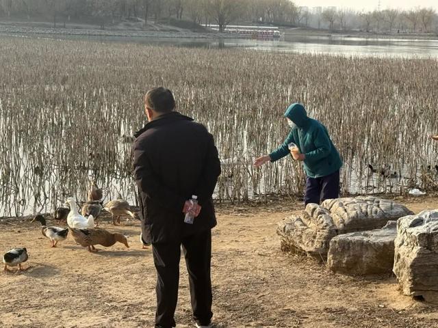 北京南海子公园有游客投喂鸿雁……“别再喂了”“再喂，就飞不了了”