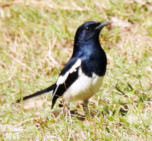 快乐的25/26深圳湾候鸟季