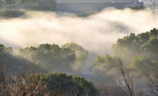 超仙！无锡今年首次出现“矮脚雾”