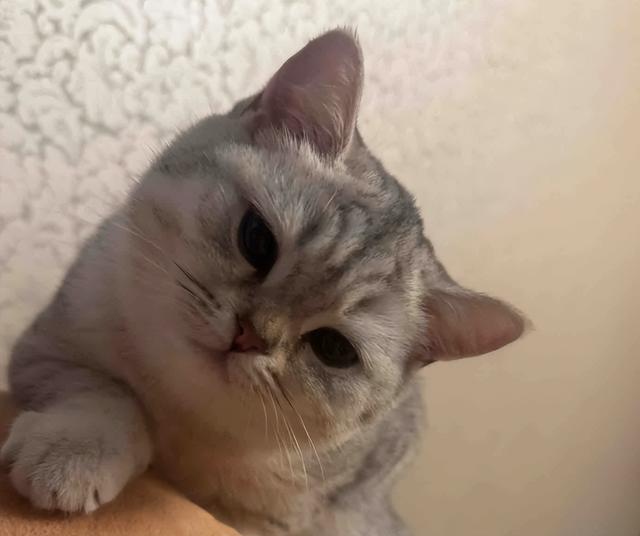 天冷后猫咪为什么喜欢挨着你？很多人都以为它冷，很多人猜错了