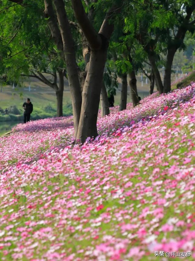 看完你的 看你的,坪山这片格桑花海承包你的秋日治愈感!
