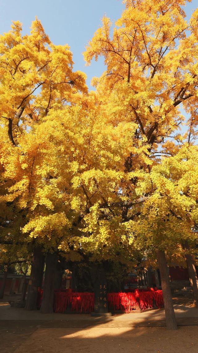 日照深秋“顶流”已就位！这组上新的“屏保”，绝美！