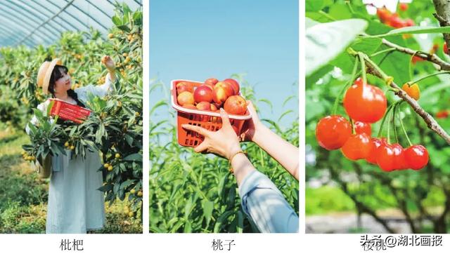 【知音湖北·魅力之城】十一不用去远方，黄陂就是好地方！