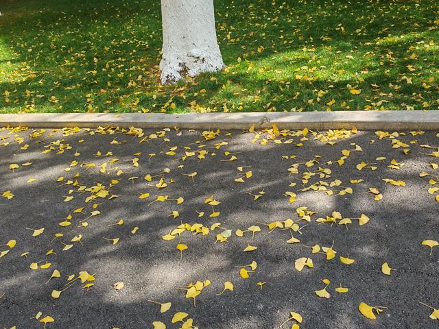 小雪初晴，到云南大学东陆校区寻一抹金黄