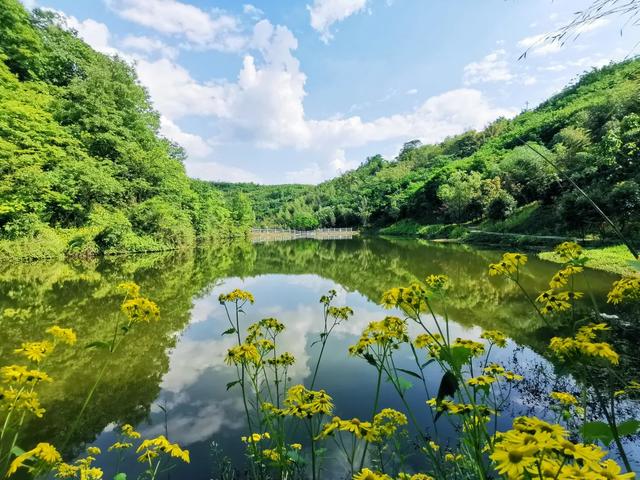 “恩桃儿”熟了!两江新区樱桃进入最佳采摘期,速冲!