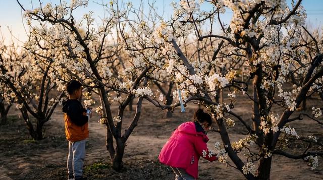 静·画丨春约梨乡 寻花良王庄
