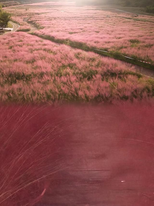 🌸贵阳出发1.5h!闯入粉黛花海的童话世界