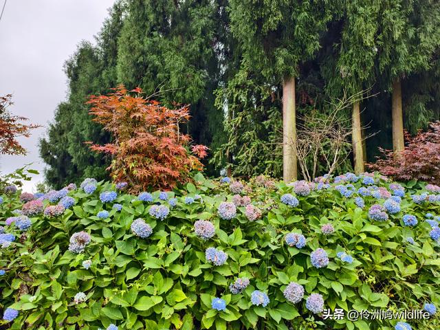 四川行(73)什邡红枫岭徒步到钟鼎寺