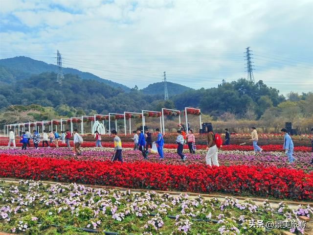 佛山市民国庆出游不用出家门，三水这个花主题景区将游客拉回春天
