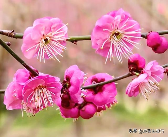成都郫都区最大面积红梅花开了，粉红花海，非常壮观，不要门票！