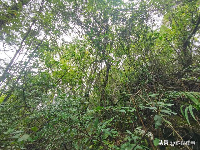 探寻龙眼山古寺遗址，一次最为艰难的野外探险之旅