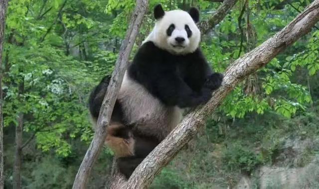 佛坪晚夏寻凉意，猫进秦岭躲避“秋老虎”！