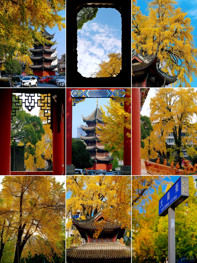 银杏浓度100%！成都人民拍照好去处，温江这3个地方千万别错过！