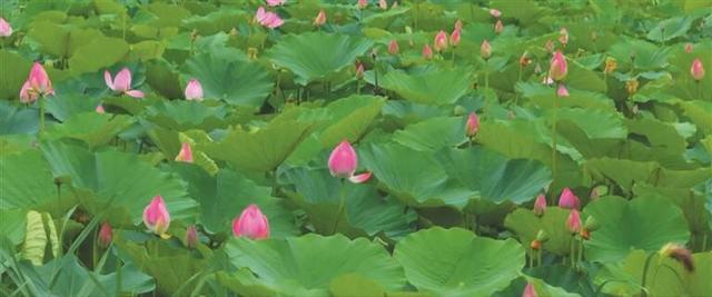 潍坊青州：荷韵满池 花开盛夏