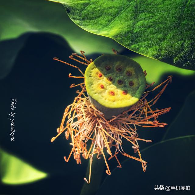 带你逛拍天津小站荷花塘｜这里的荷景别样美