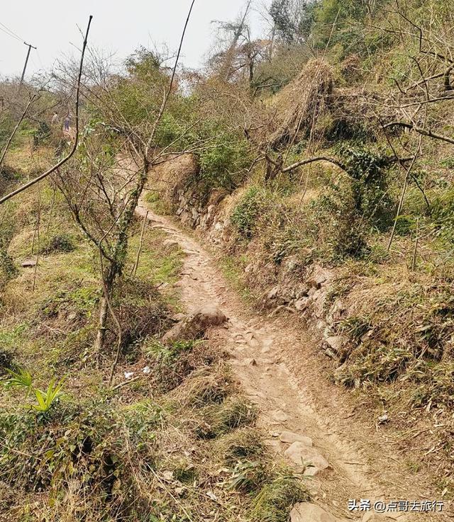 成都冬天爆火的徒步赏花，拍照赏景超级惊艳，全部免费！