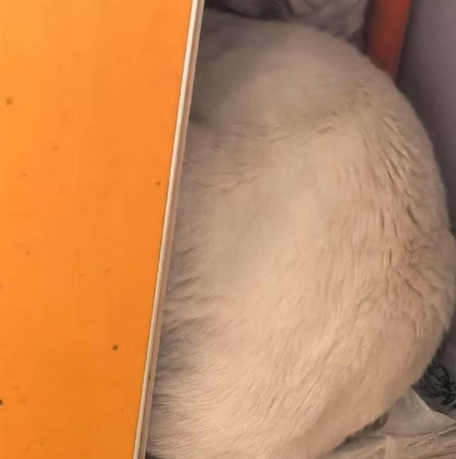 小姐姐家闯入一只巨大的白猫，她吓得转身就跑。有变异生物