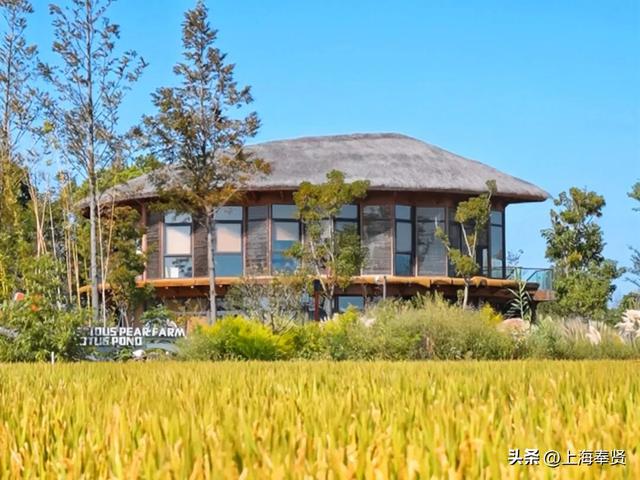 “美美与共”秋日探访季之“美景”稻香篇