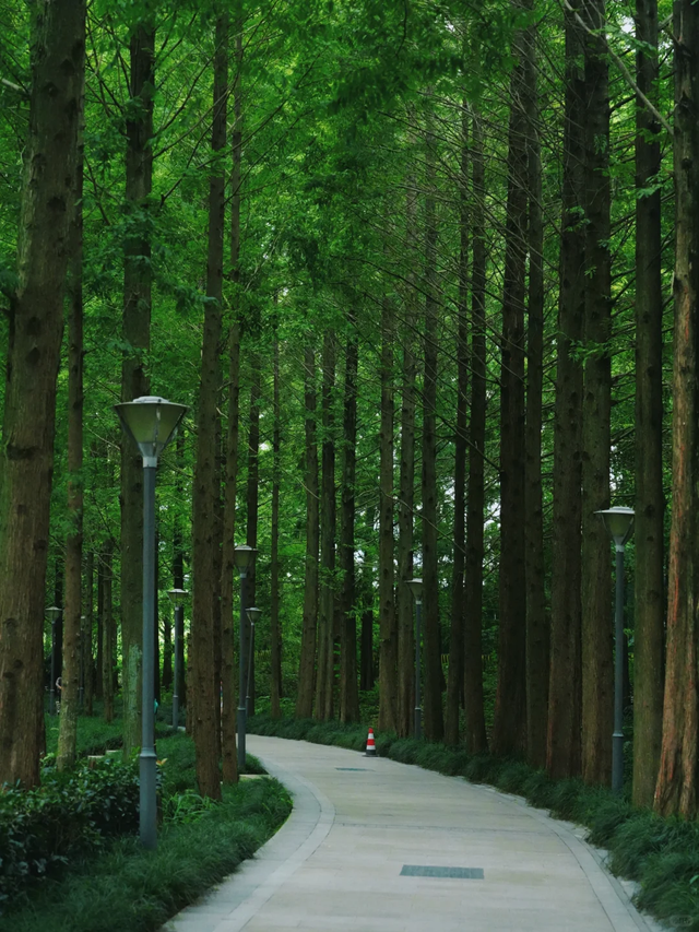 成都这个公园胜过绕城绿道，含氧量达100%，地铁3号线直达！