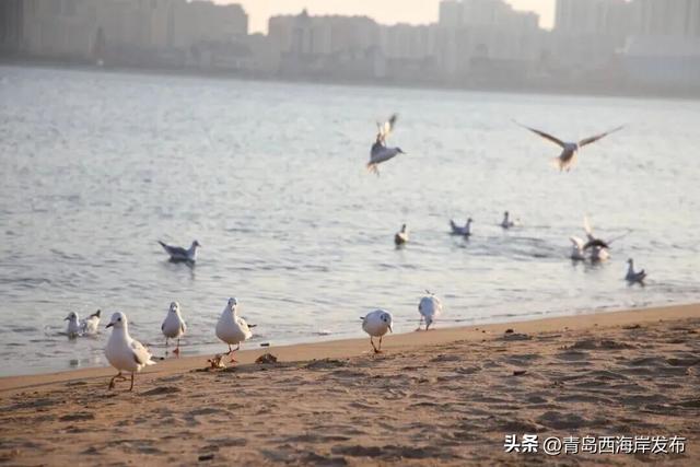 “鸥”耶！西海岸来了一批“老朋友”！
