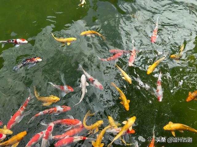 浙江小众绿宝石秘境！一个很多温州人都不知道的宝藏景区