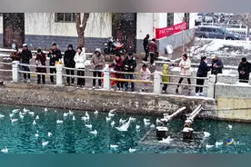 刚刚,大雪纷飞+候鸟齐飞!有人在嘉峪关拍下这样震撼一幕……图片