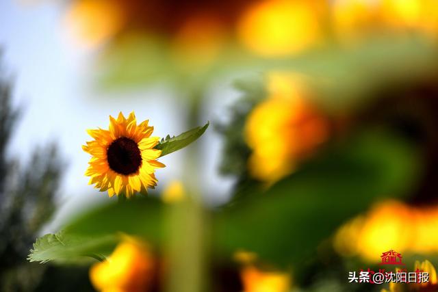 【一城花信·立秋】八月沈阳 花海藏不住