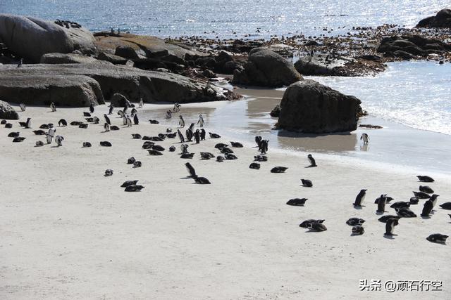 南部非洲：南非开普敦企鹅岛