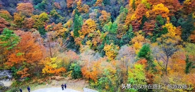 免票!半价!汉中这处红叶绝佳观赏期已至,周末快冲!