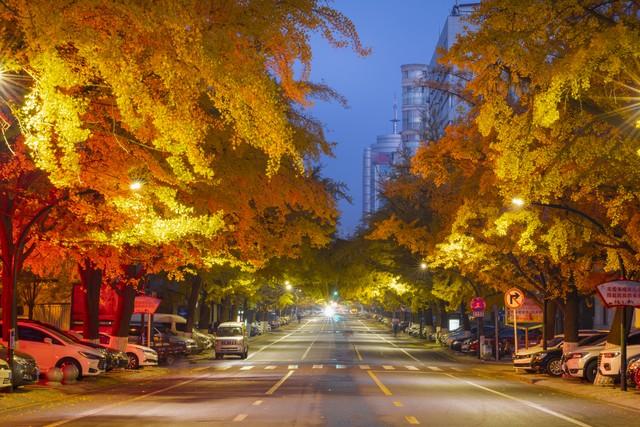 郑州秋日旅行天花板！这4个市内秋游美到难忘，最后一个印象深刻
