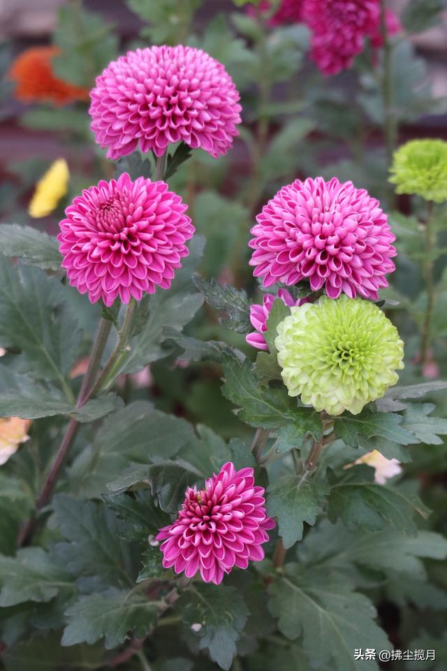 小区里的“菊展”，家门口的美景