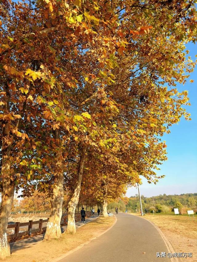 成都初冬的“人气王”竟是它？梧桐大道美到让人不想走！