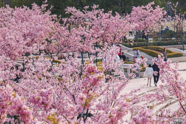 图游天下 发现上海|早樱盛开！五大宝藏赏樱点位请收好