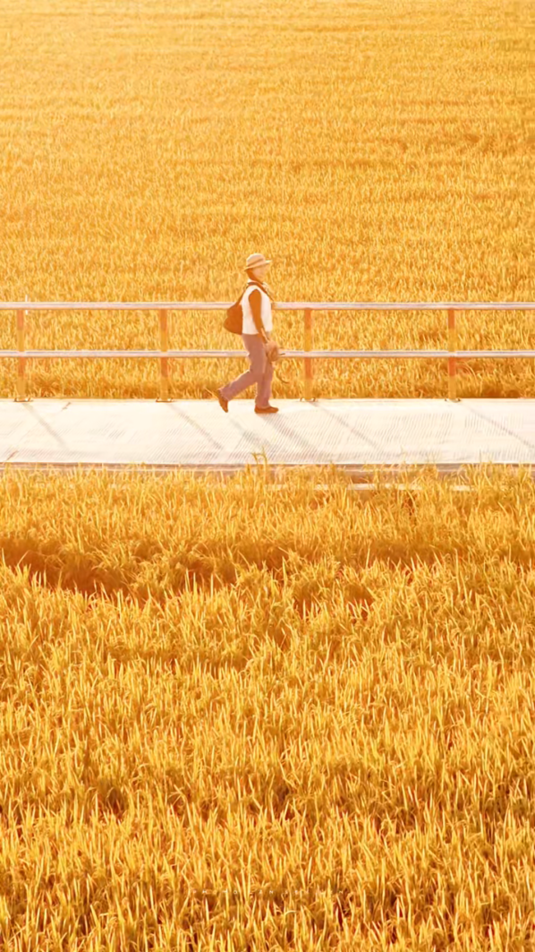 广东湛江：来遂溪这条村，感受冬日限定的金色浪漫~