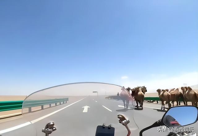 反转！游客被青海牧民殴打，是游客有错在先，7只骆驼遭惊吓丢失