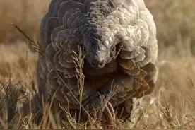 穿山甲目前都多凄惨？森林医生正在离我们而去，一级保护也护不住图片