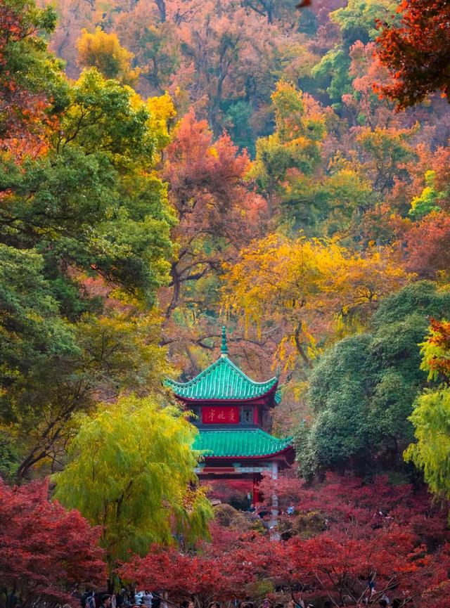 想看中国最美的秋景？别再瞎冲了！去之前必须做攻略,以免跑空！