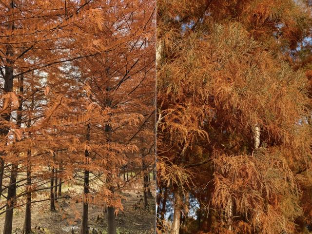 落羽红杉林，误入油画中！