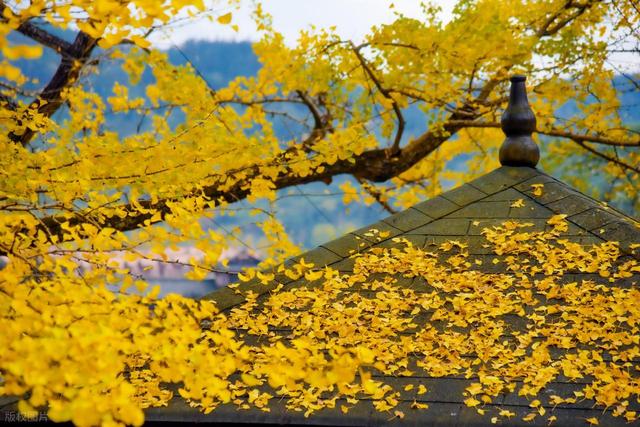 11月，去赏银杏吧！8个高颜值赏秋地，速来拍美照，挑一个就出发