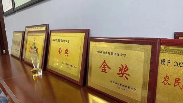 西安高新区葡萄采摘攻略：邂逅田园美味，共赴甜蜜之约