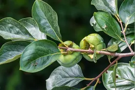 柿子叶是个宝！中医：煮水喝有效降血压，高血压患者福音图片