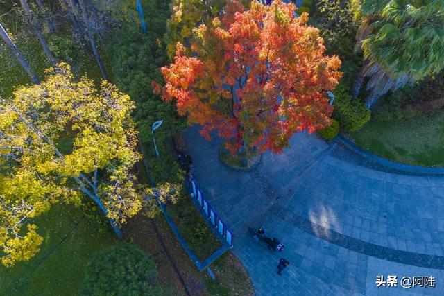 寻找大理海西的最美绿道,色彩缤纷秋意盎然,目测已经开始落叶啦