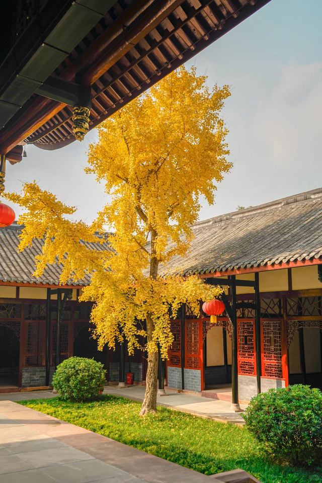 成都地铁10号线直达的小众银杏观赏地，自助美味斋饭好吃到爆！