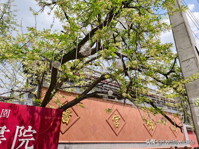 成都古镇（14）郫县唐昌古镇文庙、翰林府&美食
