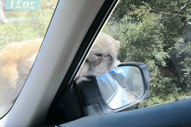 为什么说猴子才是川藏线上最难对付的“路霸”？